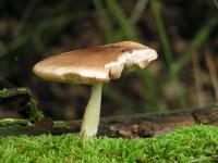 Klik op de foto voor groter formaat