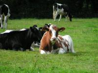 Klik op de foto voor groter formaat